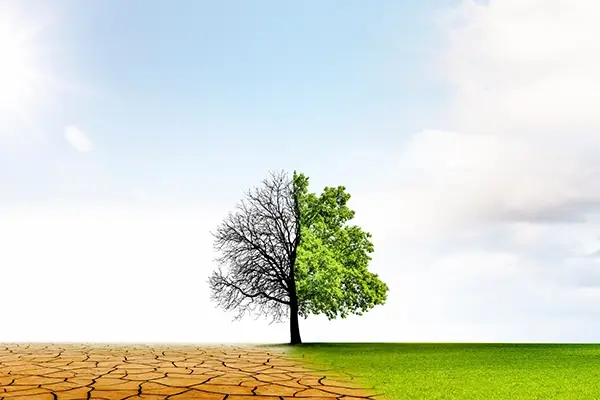 a tree, one half dried up in the desert, and the other half green and lush.